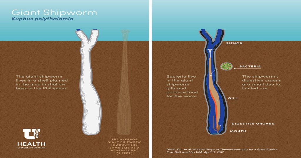 ship worm